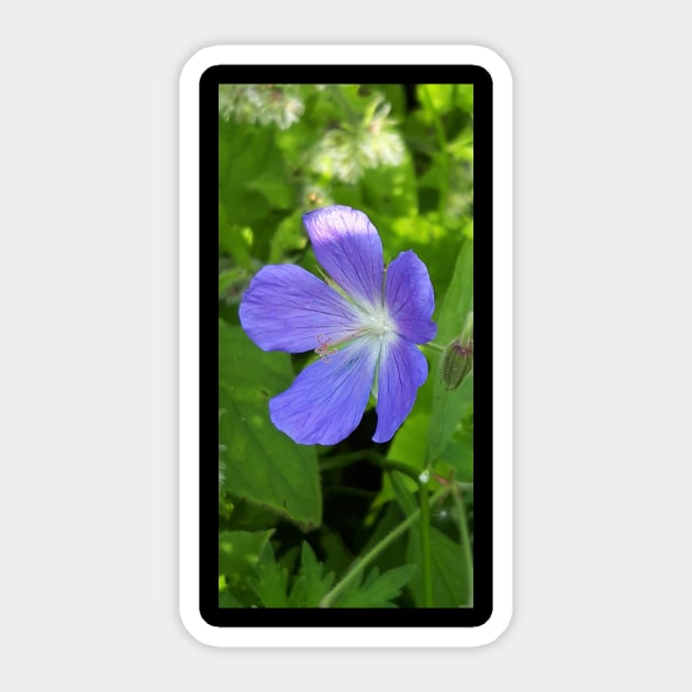 Meadow Cranesbill Sticker by Celtic Morrigan